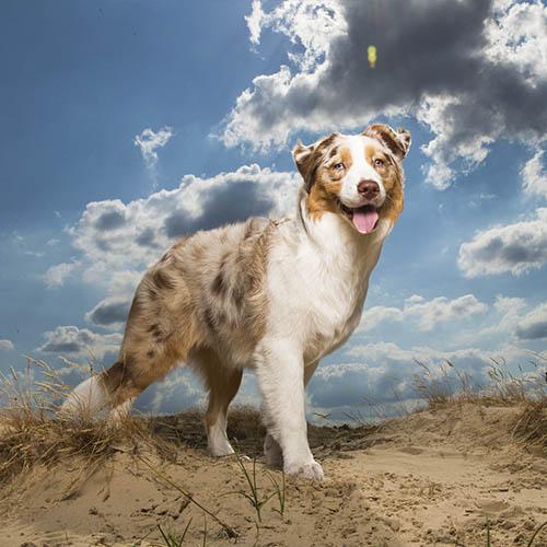Dogs