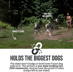 SÄKER  Dog Tie Out Stake - Holds 2 Large Dogs over 207lbs Easily - Lifetime Replacement - Heavy Duty Strongest Dog Anchor | Large Dog Stake for Peace of Mind in the Yard, in Camping or at the Beach