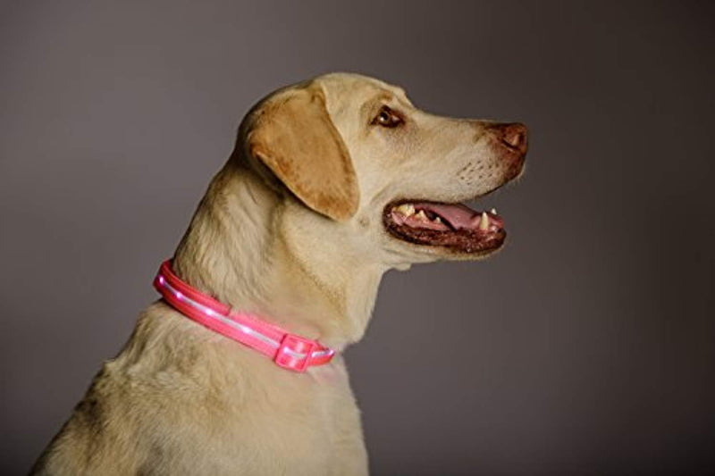 Blazin' Safety LED Dog Collar – USB Rechargeable with Water Resistant Flashing Light