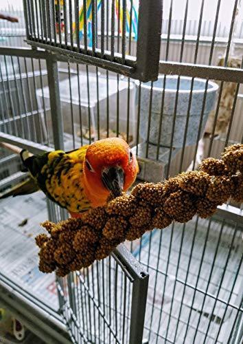 Birds LOVE Spray Millet Non-GMO for Birds Cockatiel Lovebird Parakeet Finch Canary All Parrots Healthy Treat