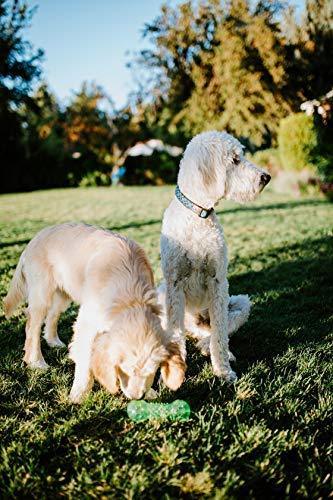 Hyper Pet DuraSqueaks Dog Toy Balls and Dog Chews (Squeaky Dog Ball For Interactive Play – Floating Dog Balls and Dog Toys)