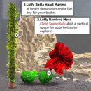 Luffy Marimos, 0.4-Inch, Low Maintenance Unique Shaped Rare Live Plant, Brings Good Luck, Charm, Prosperity, Perfect Heirloom Gift