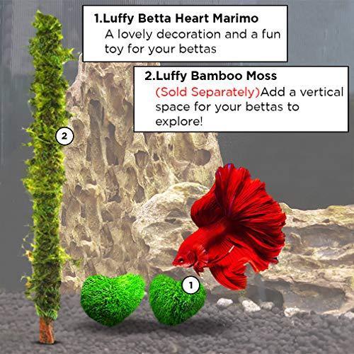 Luffy Marimos, 0.4-Inch, Low Maintenance Unique Shaped Rare Live Plant, Brings Good Luck, Charm, Prosperity, Perfect Heirloom Gift