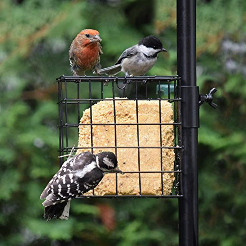 Gray Bunny GB-6844D Deluxe Premium Bird Feeding Station, 22" Wide x 91" Tall (82 inch Above Ground) Black, Multi Feeder Hanging Kit & Bird Bath for Attracting Wild Birds, Birdfeeder & Planter Hanger