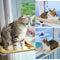 Allan Wendling (Patent) Cat Bed, Cat Window Perch Window Seat Hammock Cats Space Saving Suction Cups Design with 1Pc Cat Toy 2Pcs Extra Replaceable Suction Cups All Around 360° Sunbath Holds Up to 50lbs
