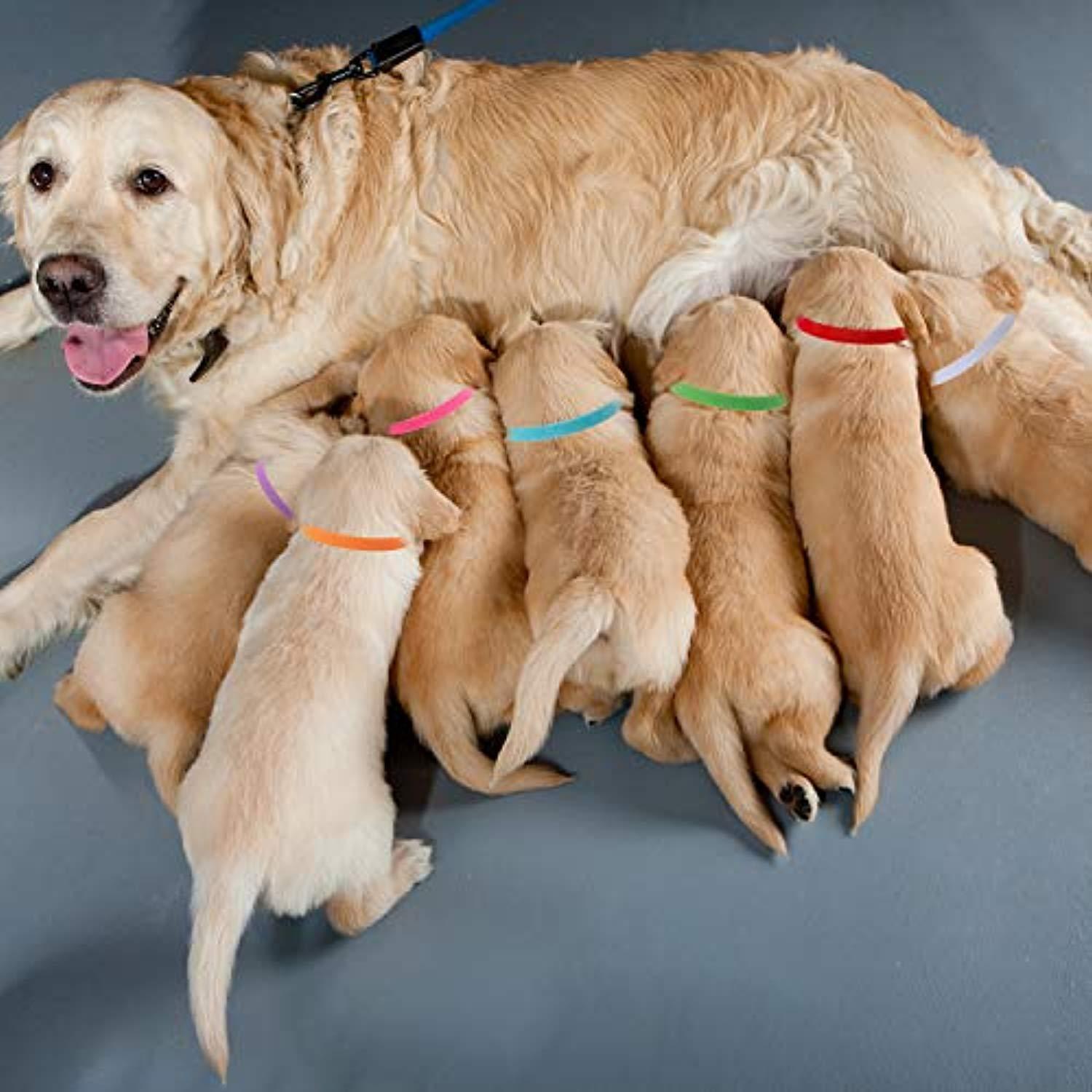 Whaline 20 Colors Puppy Whelping Collars Double-Sided Adjustable ID Collars Soft Bands for Newborn Pet Dog Cat, 13.8 Inches