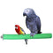 KinTor Bird Perch Rough-surfaced Nature Wood Stand Toy Branch for Parrots Colors Vary