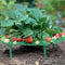 Growsun Strawberry Supports Keeping Fruit Elevated to Avoid Ground Rot,10 Pack