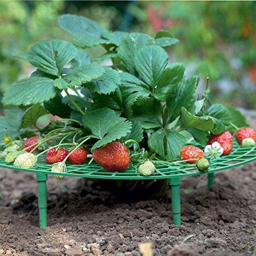 Growsun Strawberry Supports Keeping Fruit Elevated to Avoid Ground Rot,10 Pack