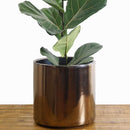 Indoor Flower Pot | Large Modern Planter, Terracotta Ceramic Plant Pot - Plant Container Great for Plant Stands (8.5 inch, Black)